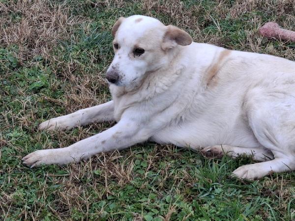 Snoopa, adozione del cuore; adorabile taglia media del 2019 Foto 7